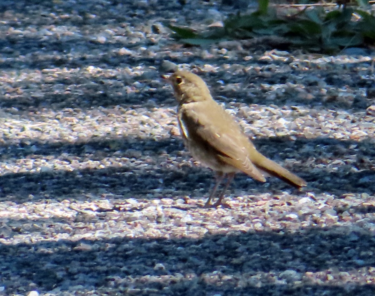 Swainson's Thrush - ML641249942