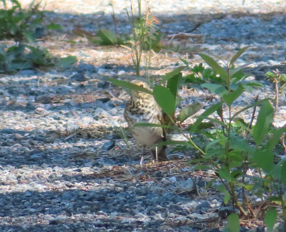 Swainson's Thrush - ML641249943