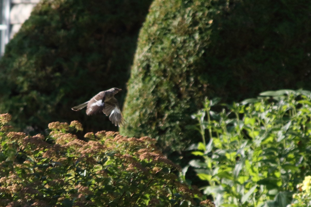Northern Mockingbird - ML641249944
