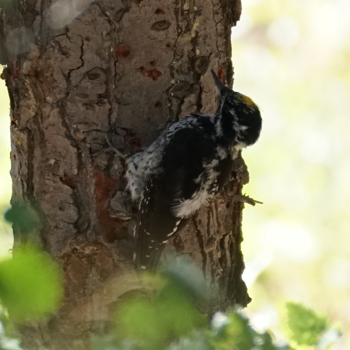 American Three-toed Woodpecker - ML641249945