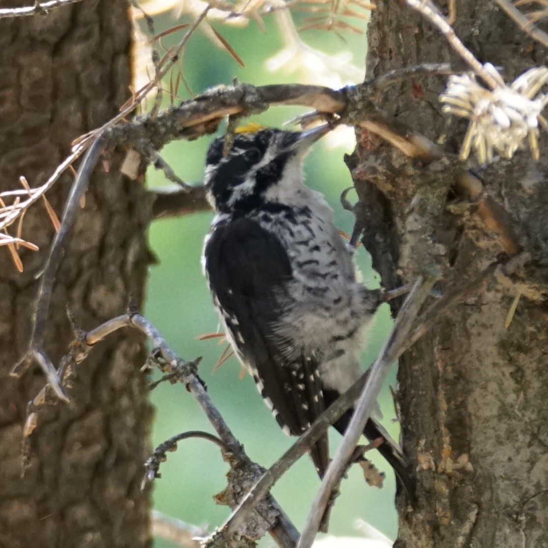 American Three-toed Woodpecker - ML641249947