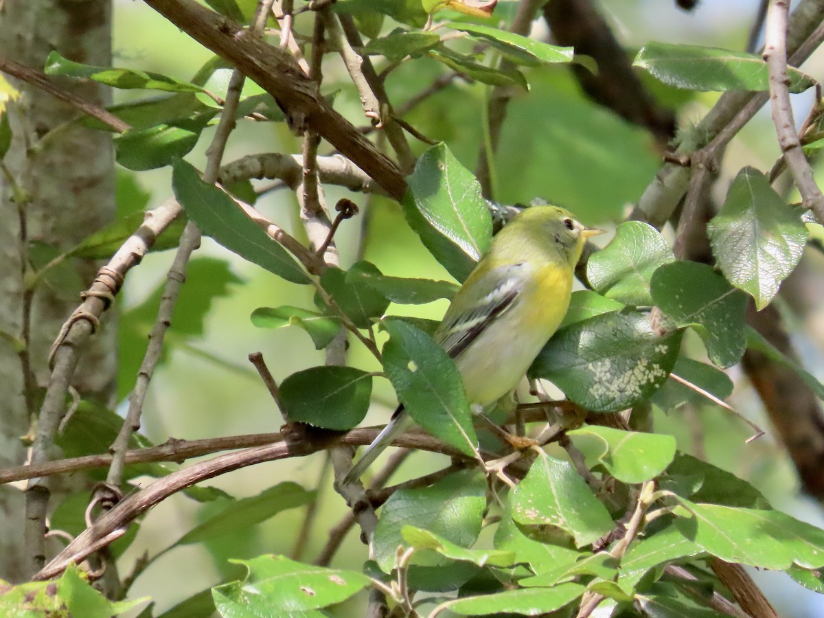 Northern Parula - ML641249948