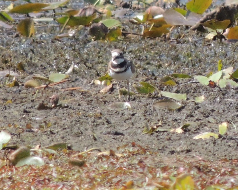 Killdeer - ML641249950
