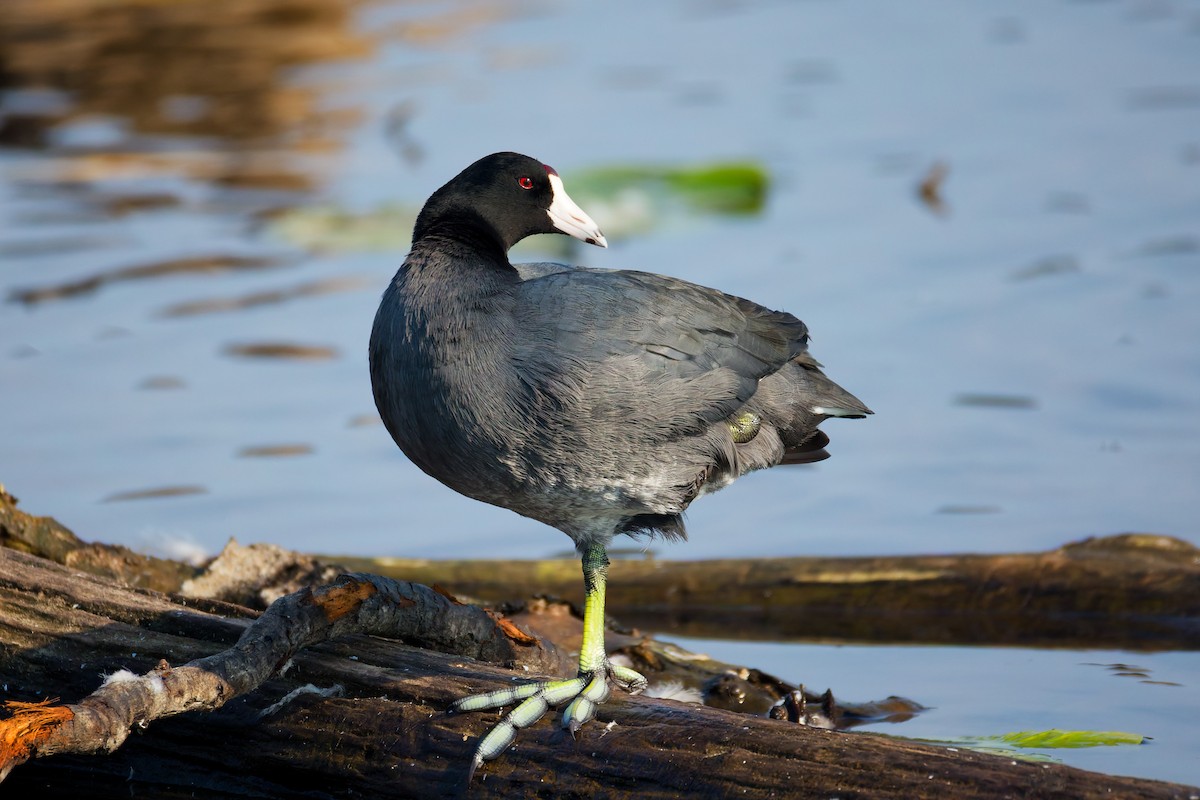 American Coot (Red-shielded) - ML641249951