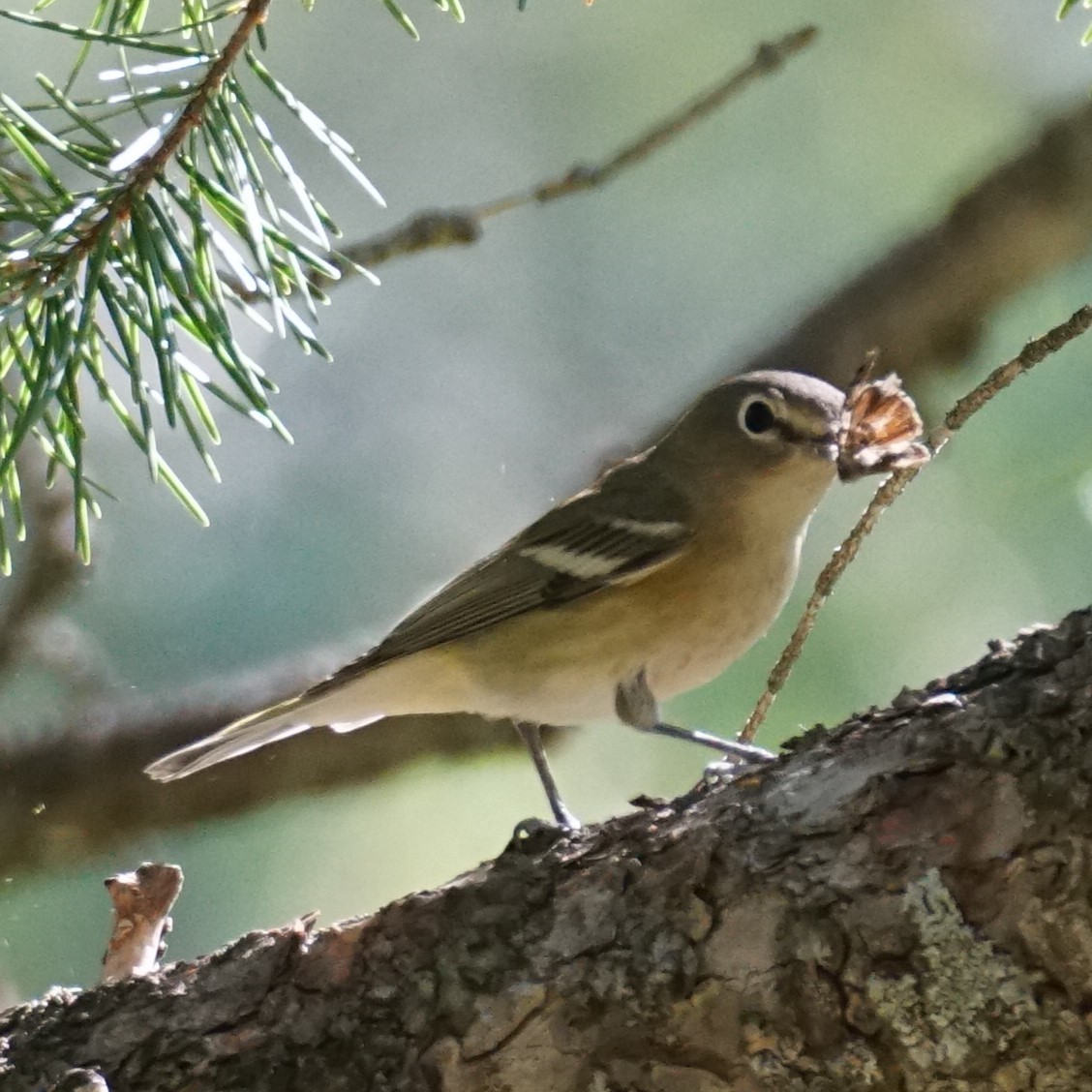 Cassin's Vireo - ML641249953