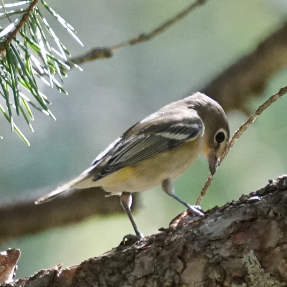Cassin's Vireo - ML641249954