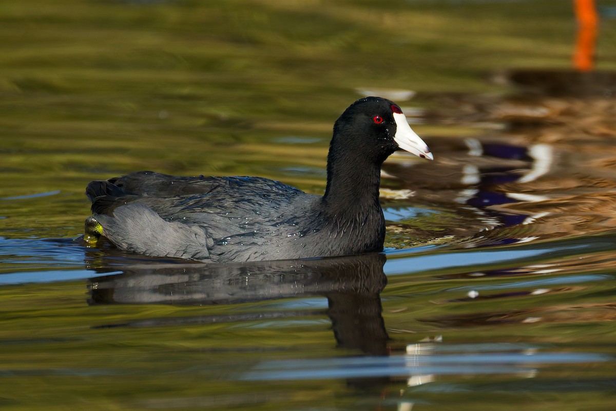 American Coot (Red-shielded) - ML641249957
