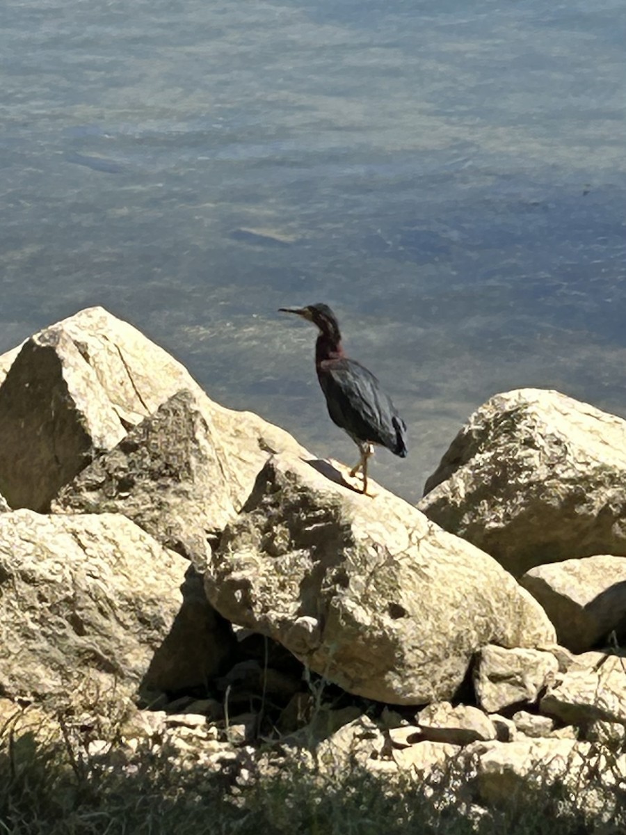 Green Heron - ML641249959