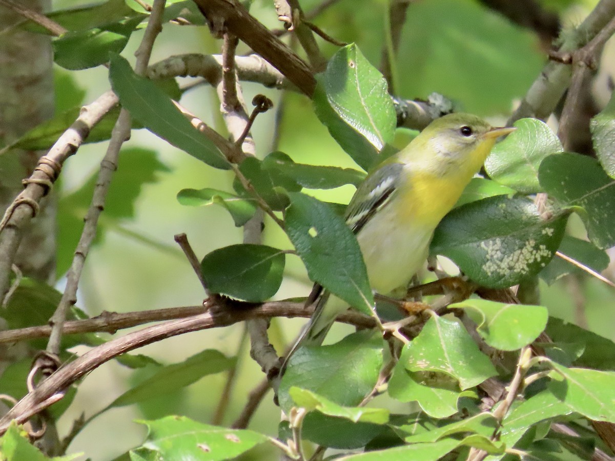 Northern Parula - ML641249960