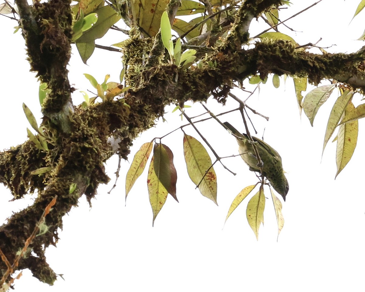 Spotted Tanager - ML641249961