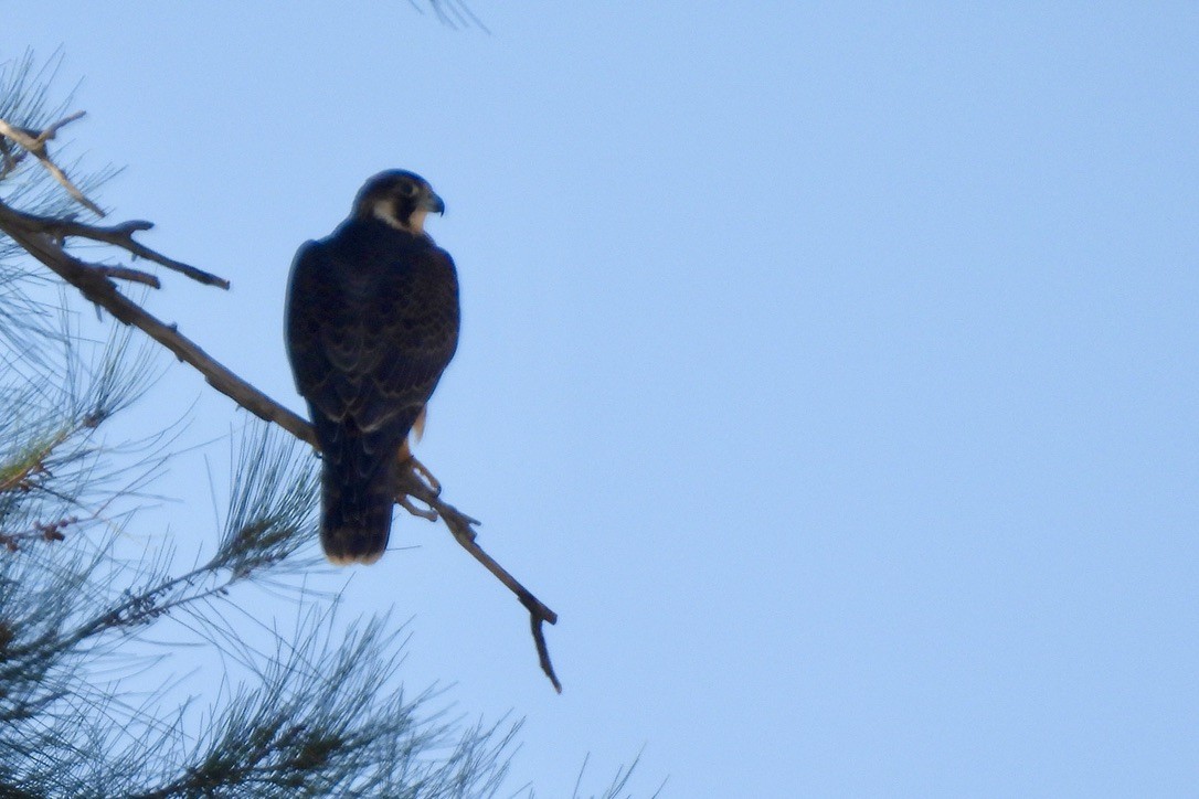 Peregrine Falcon - ML641249962