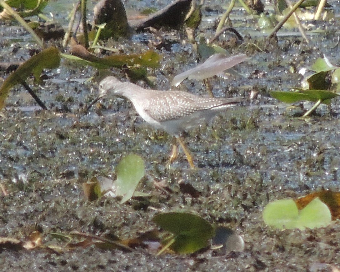 Lesser Yellowlegs - ML641249963