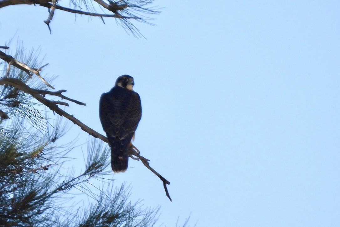 Peregrine Falcon - ML641249964