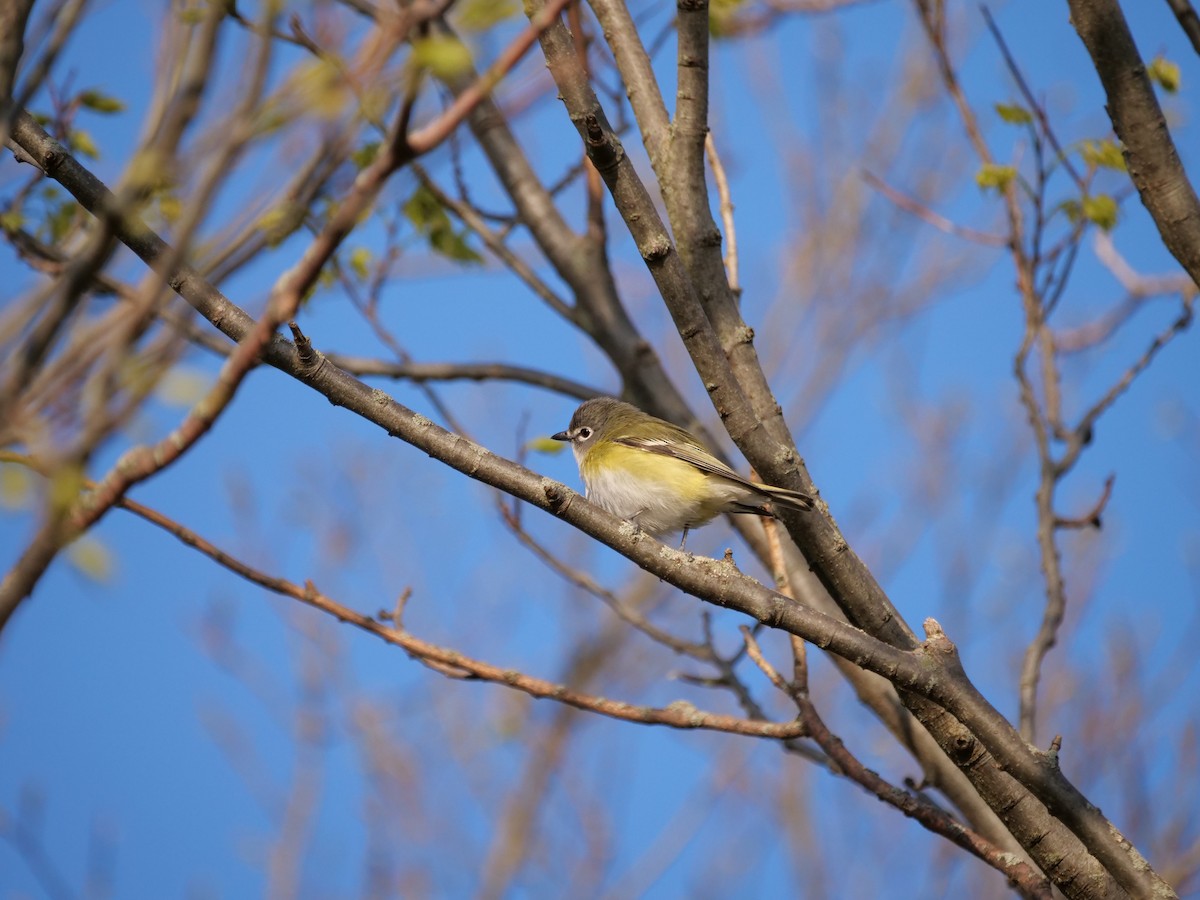 Blue-headed Vireo - ML641249979