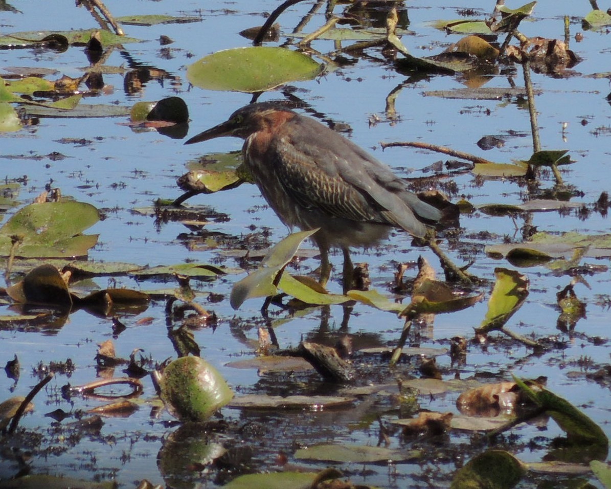 Koartzatxo berdea - ML641249983