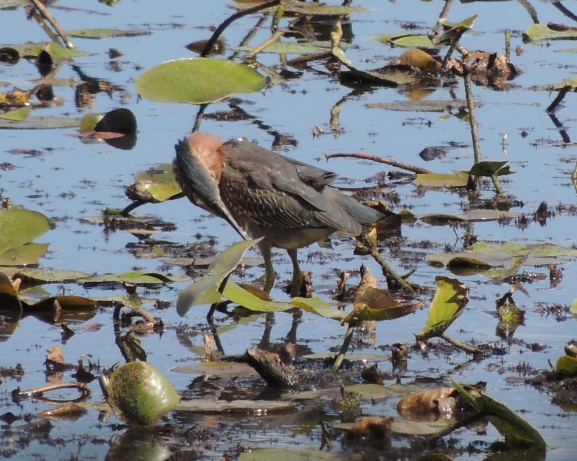 Koartzatxo berdea - ML641249984