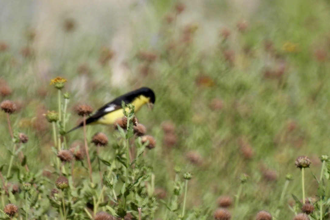 Lesser Goldfinch - ML641249985