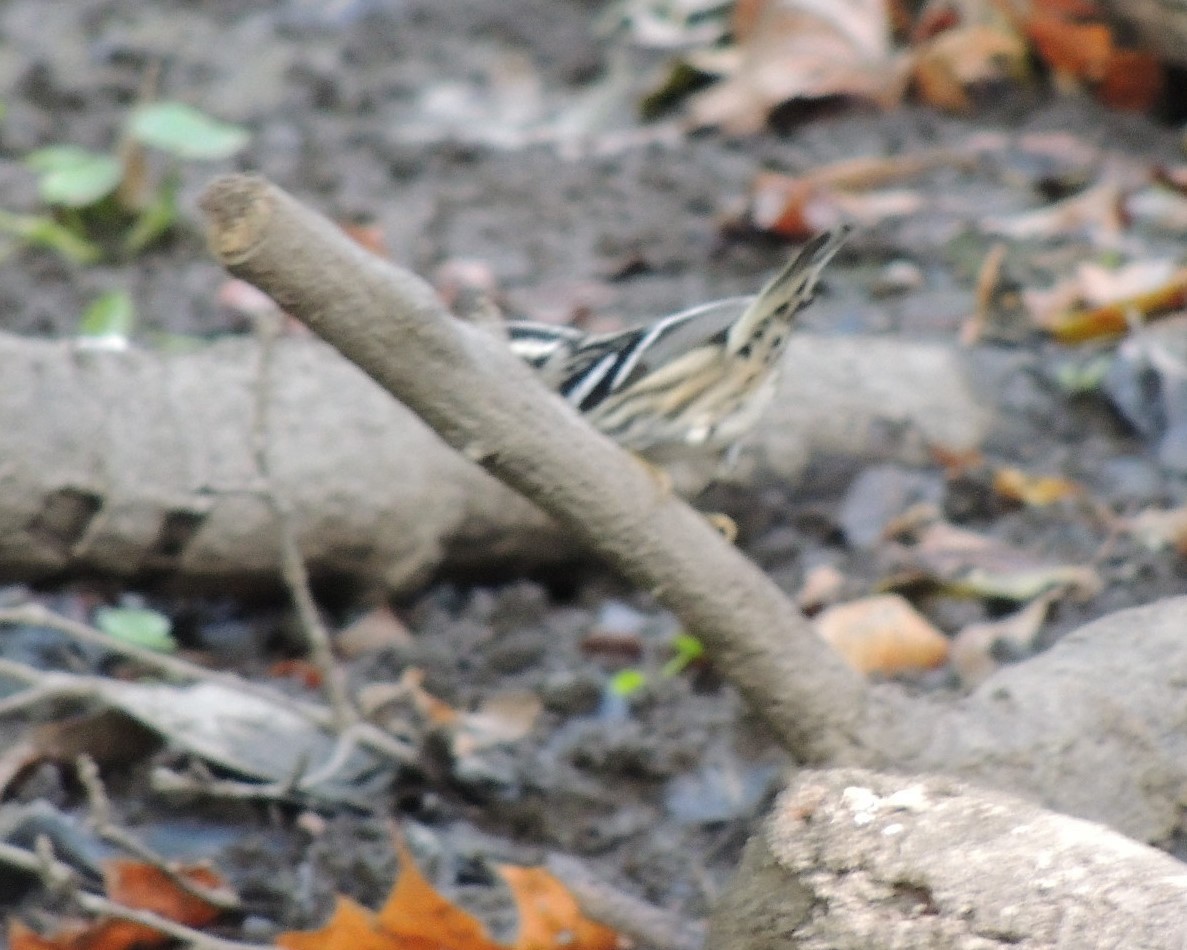 Black-and-white Warbler - ML641250008