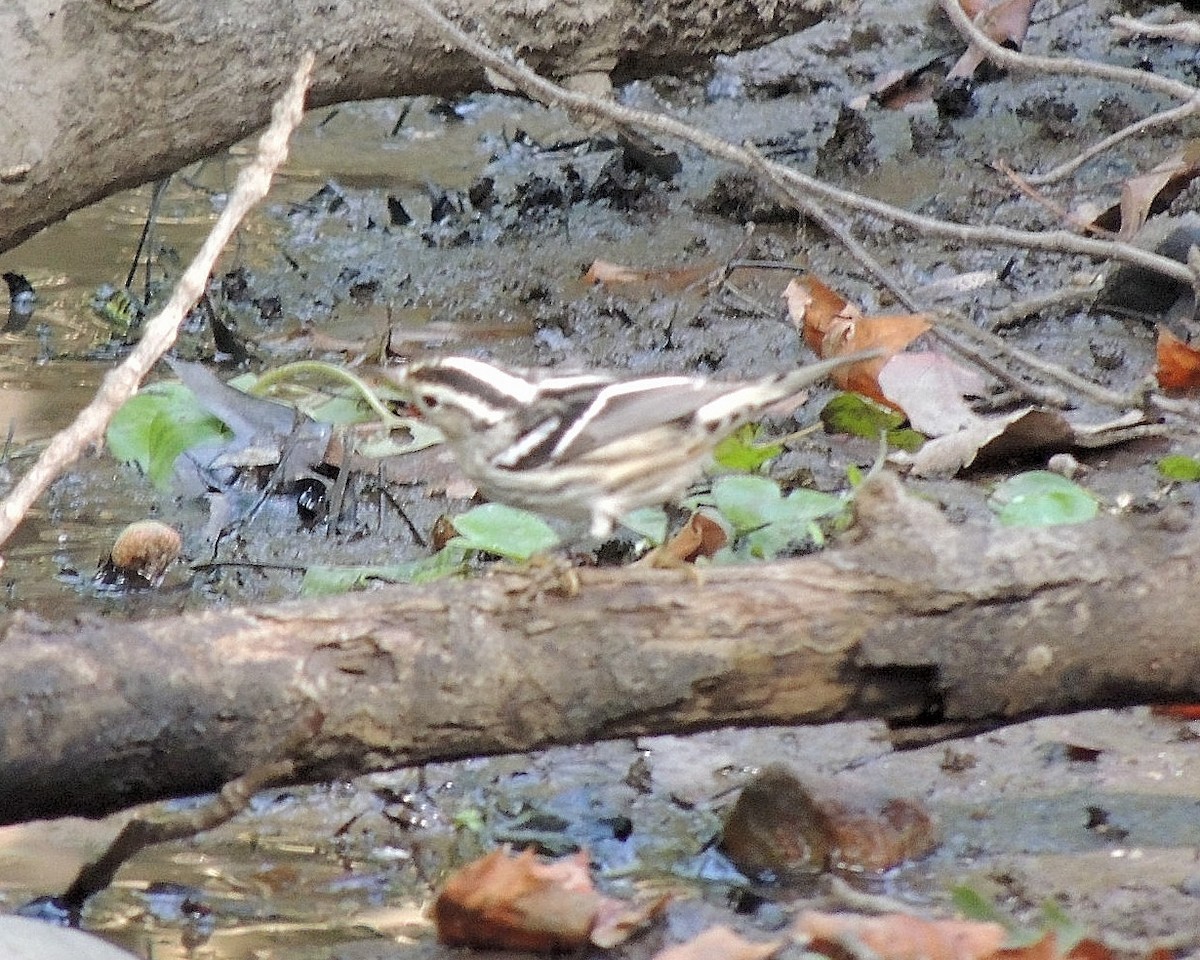 Black-and-white Warbler - ML641250010