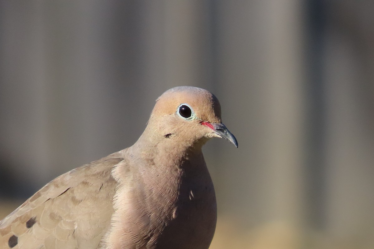 Mourning Dove - ML641250040