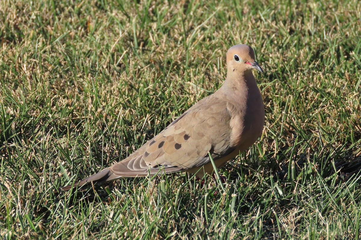 Mourning Dove - ML641250051