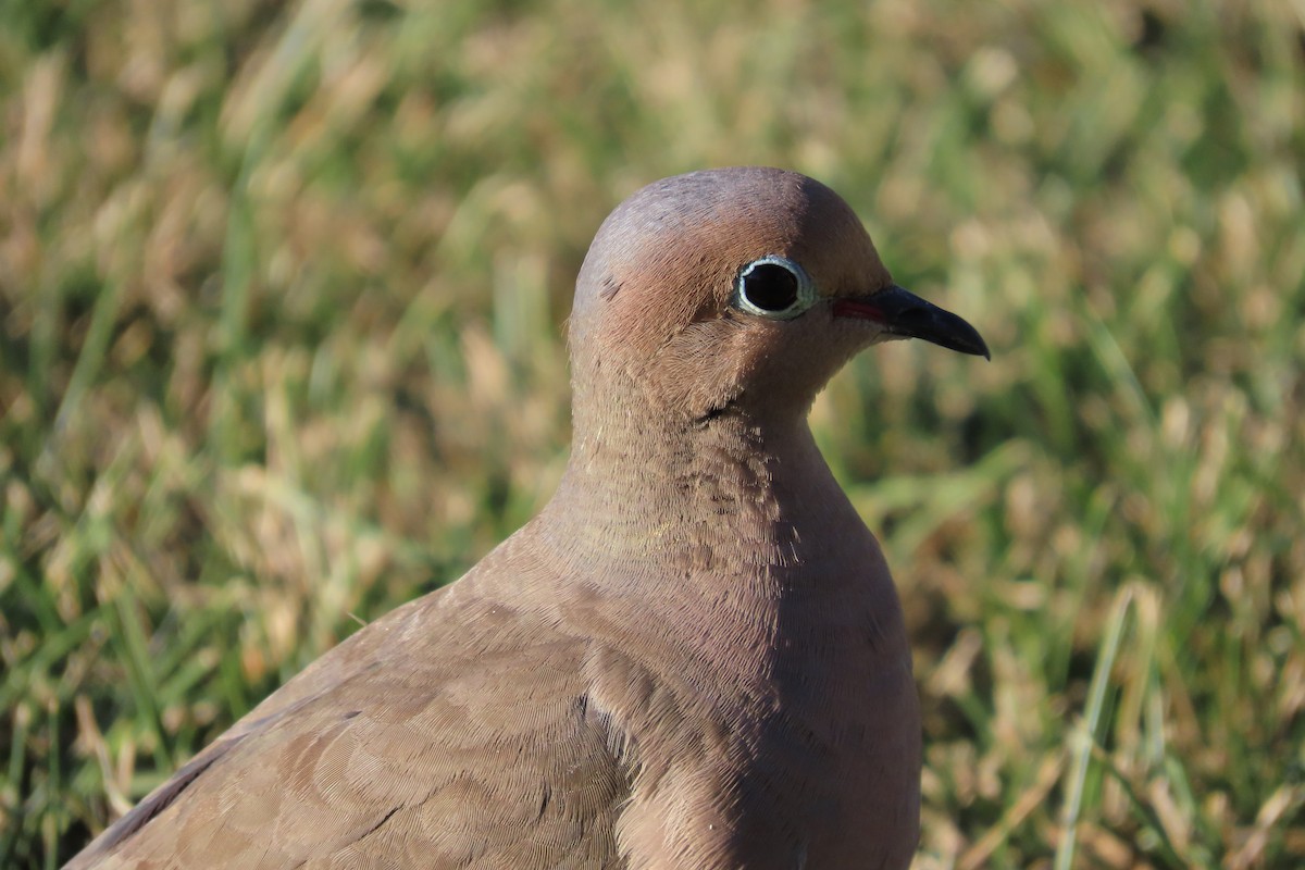 Mourning Dove - ML641250062