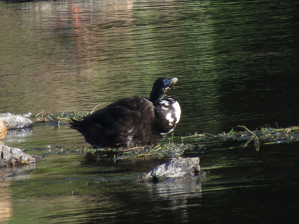 dabbling duck sp. - ML641250071