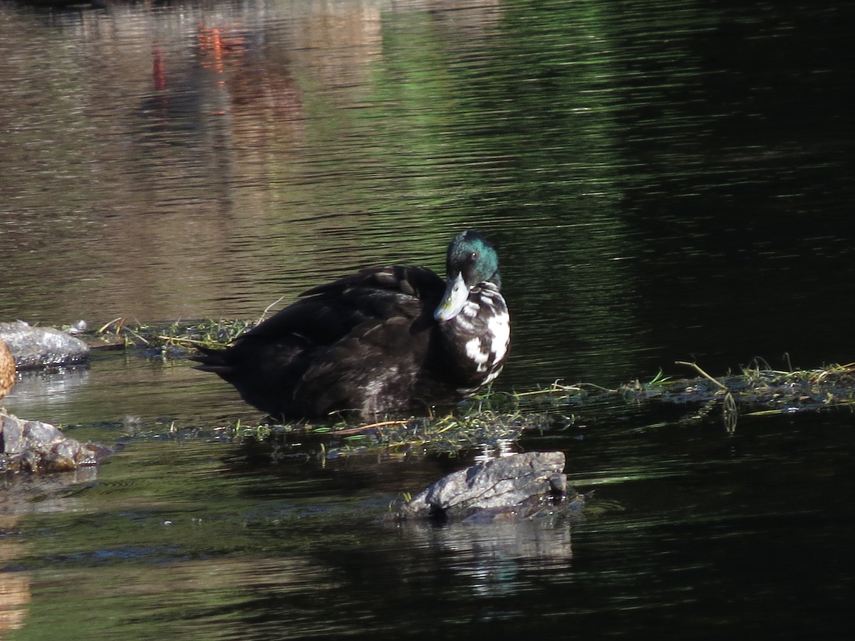 dabbling duck sp. - ML641250082