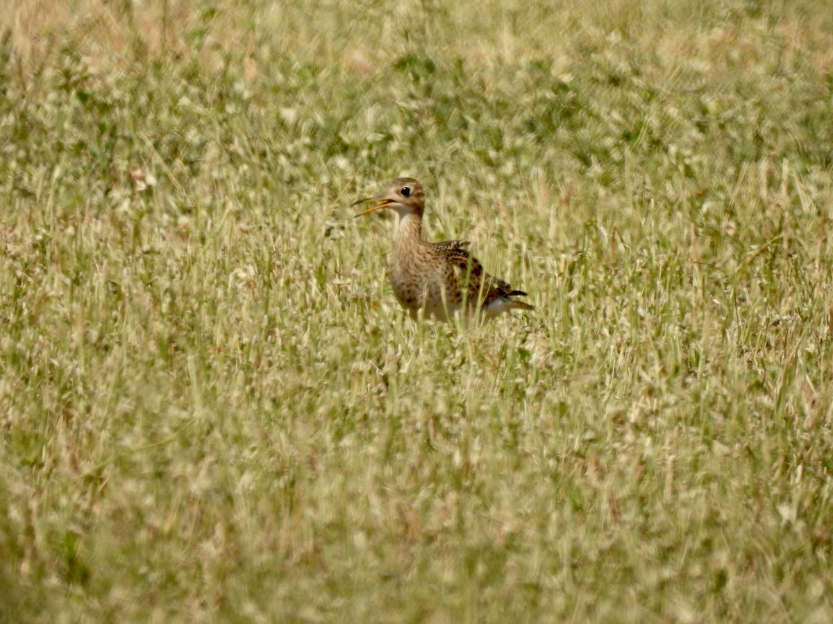 Upland Sandpiper - ML641250088