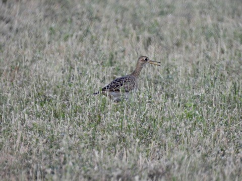 Upland Sandpiper - ML641250097