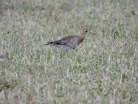 Upland Sandpiper - ML641250102