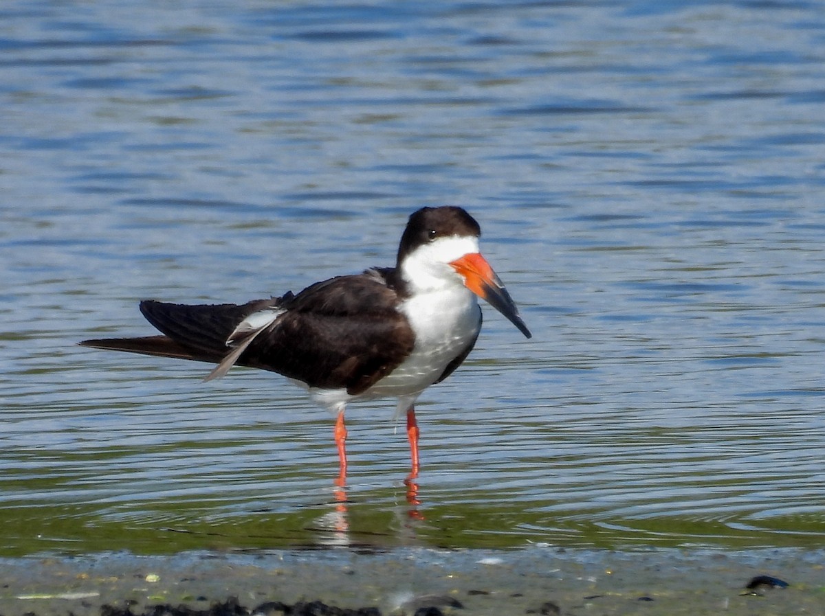 Black Skimmer - ML641250108