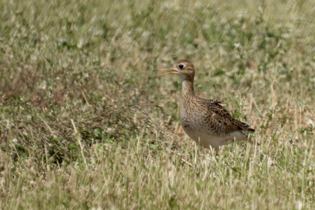Upland Sandpiper - ML641250116