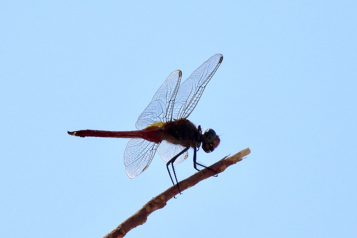 Animals - ML641250137