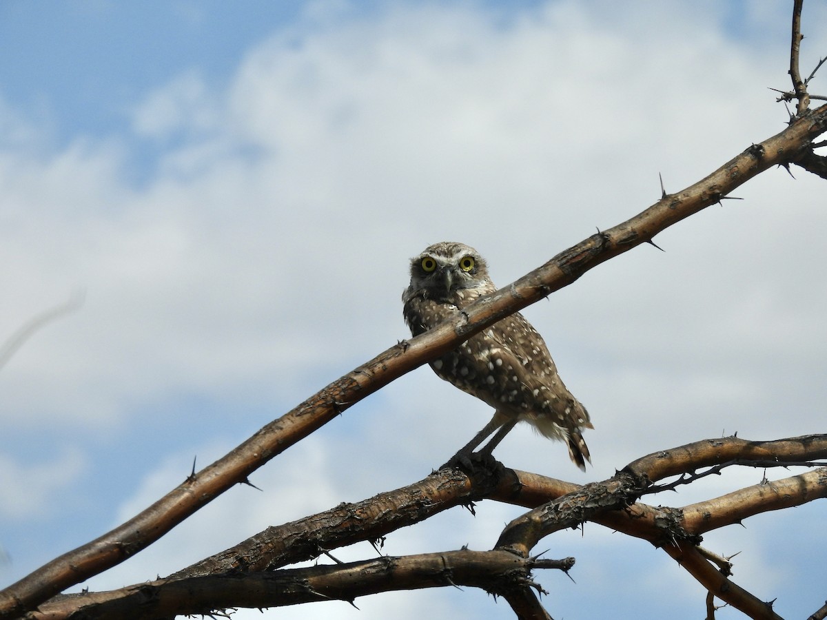 Burrowing Owl - ML641250153
