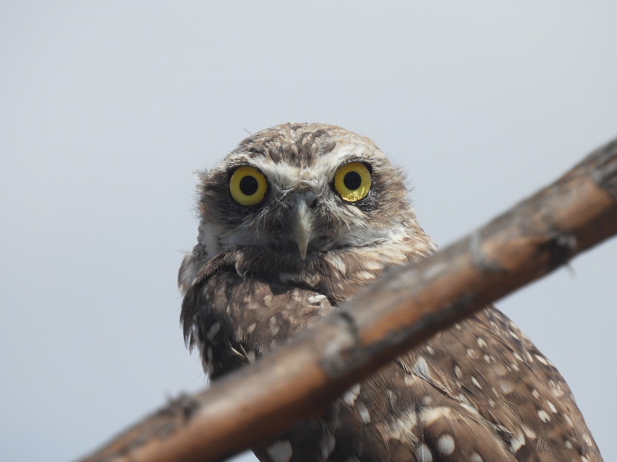 Burrowing Owl - ML641250154