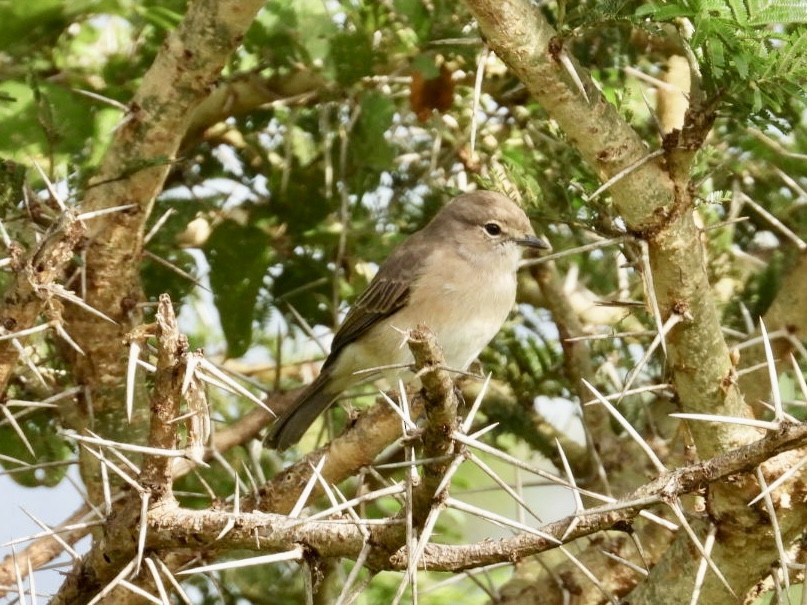 Pale Flycatcher - ML641250164