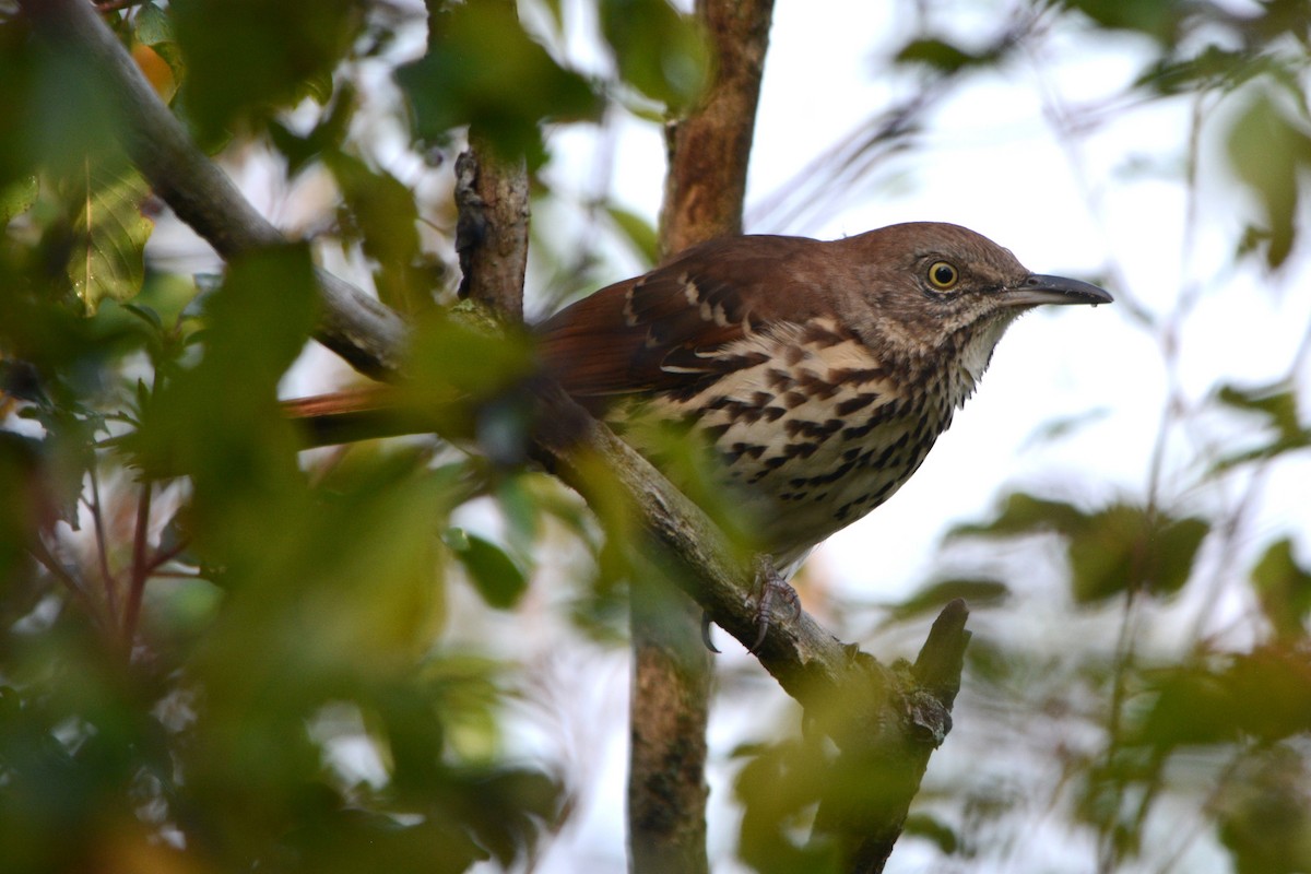 Brown Thrasher - ML641250170