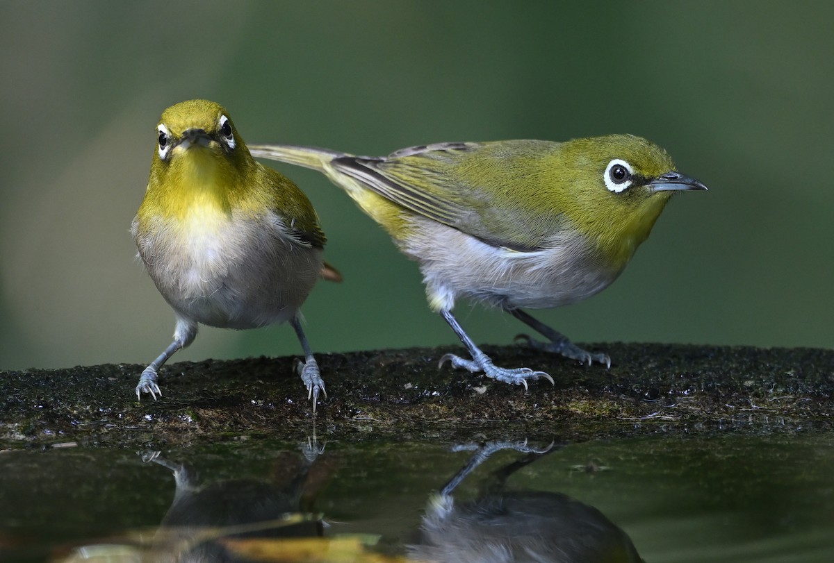 Warbling White-eye - ML641250181