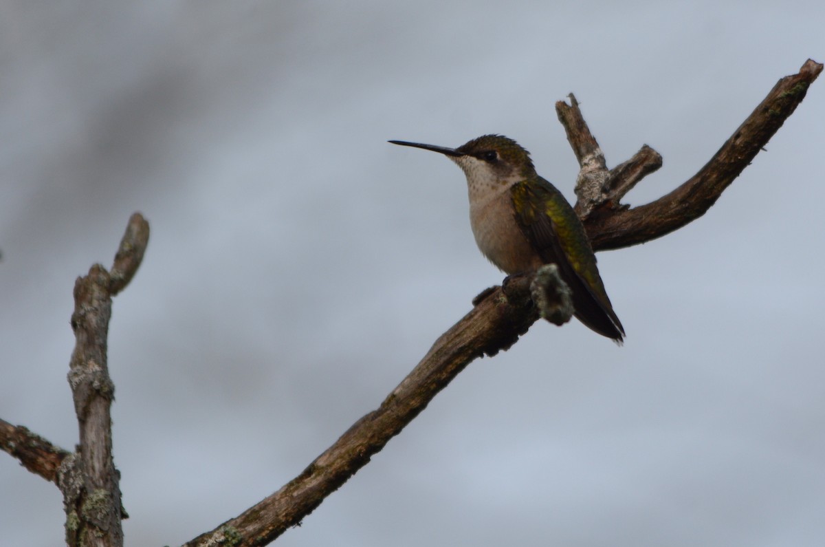 Ruby-throated Hummingbird - ML641250183