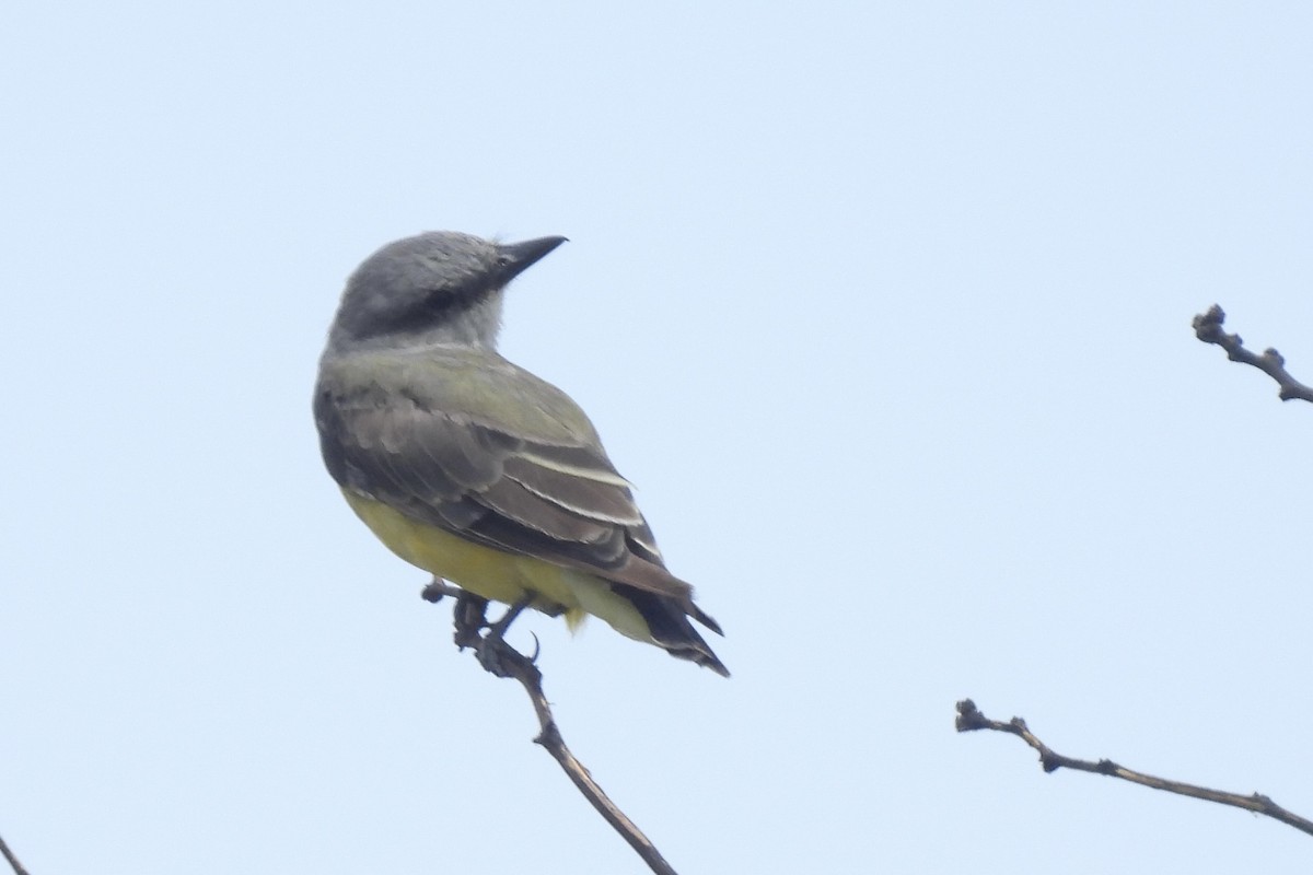 Western Kingbird - ML641250192
