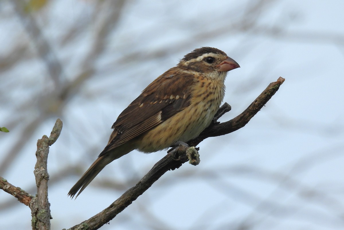 Rose-breasted Grosbeak - ML641250195