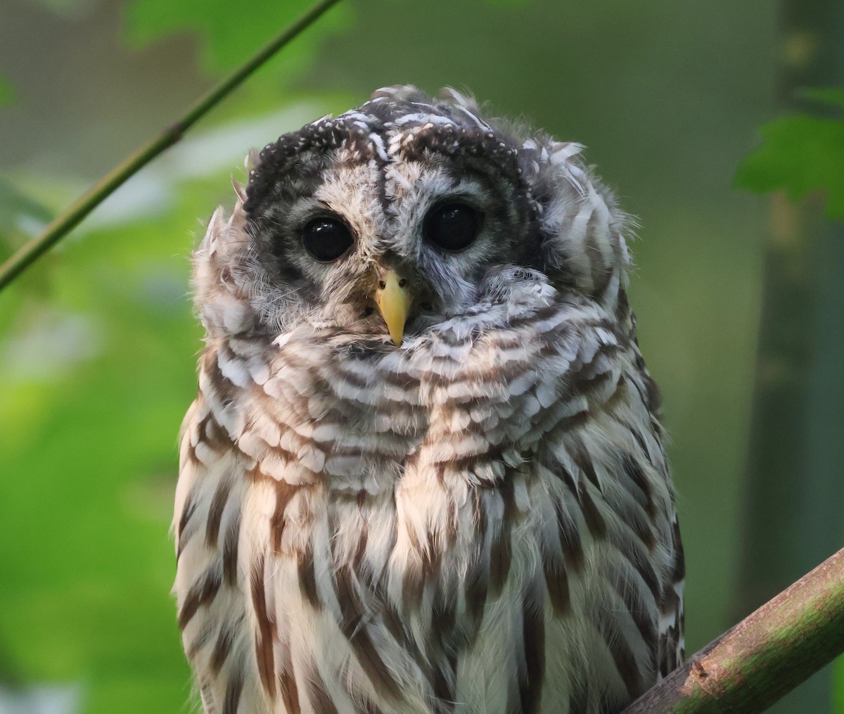 Barred Owl - ML641250208