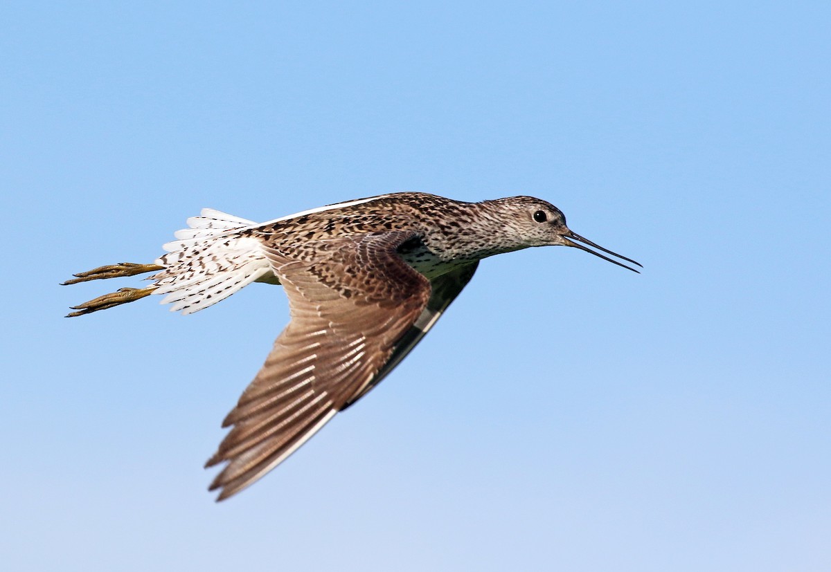 Marsh Sandpiper - ML64125021