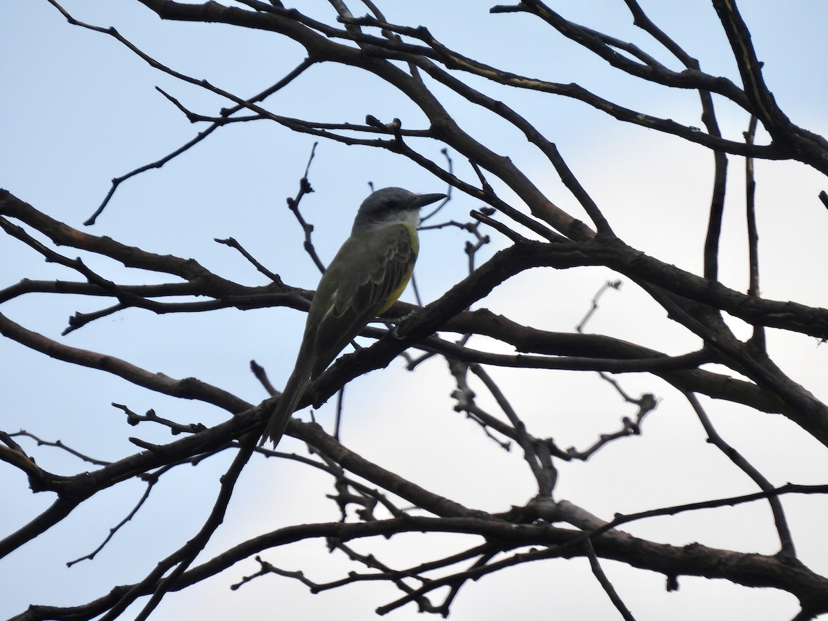 Tropical Kingbird - ML641250237