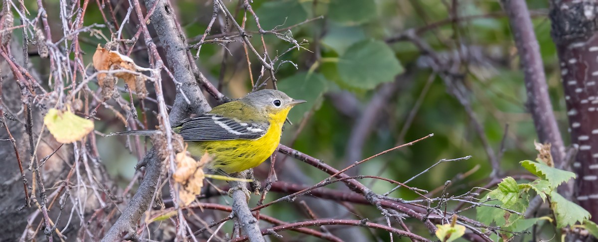 Magnolia Warbler - ML641250238