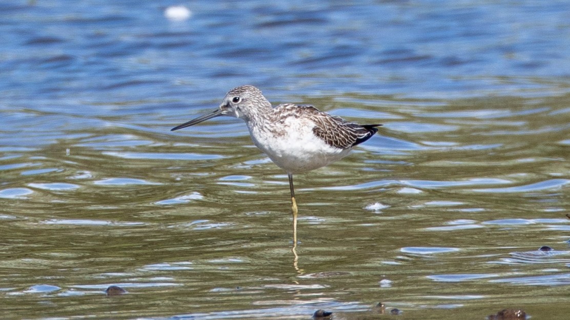 Common Greenshank - ML641250240
