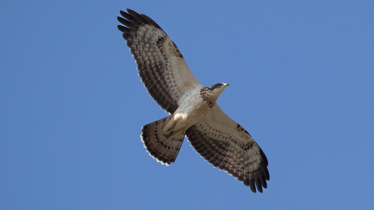 European Honey-buzzard - ML641250267