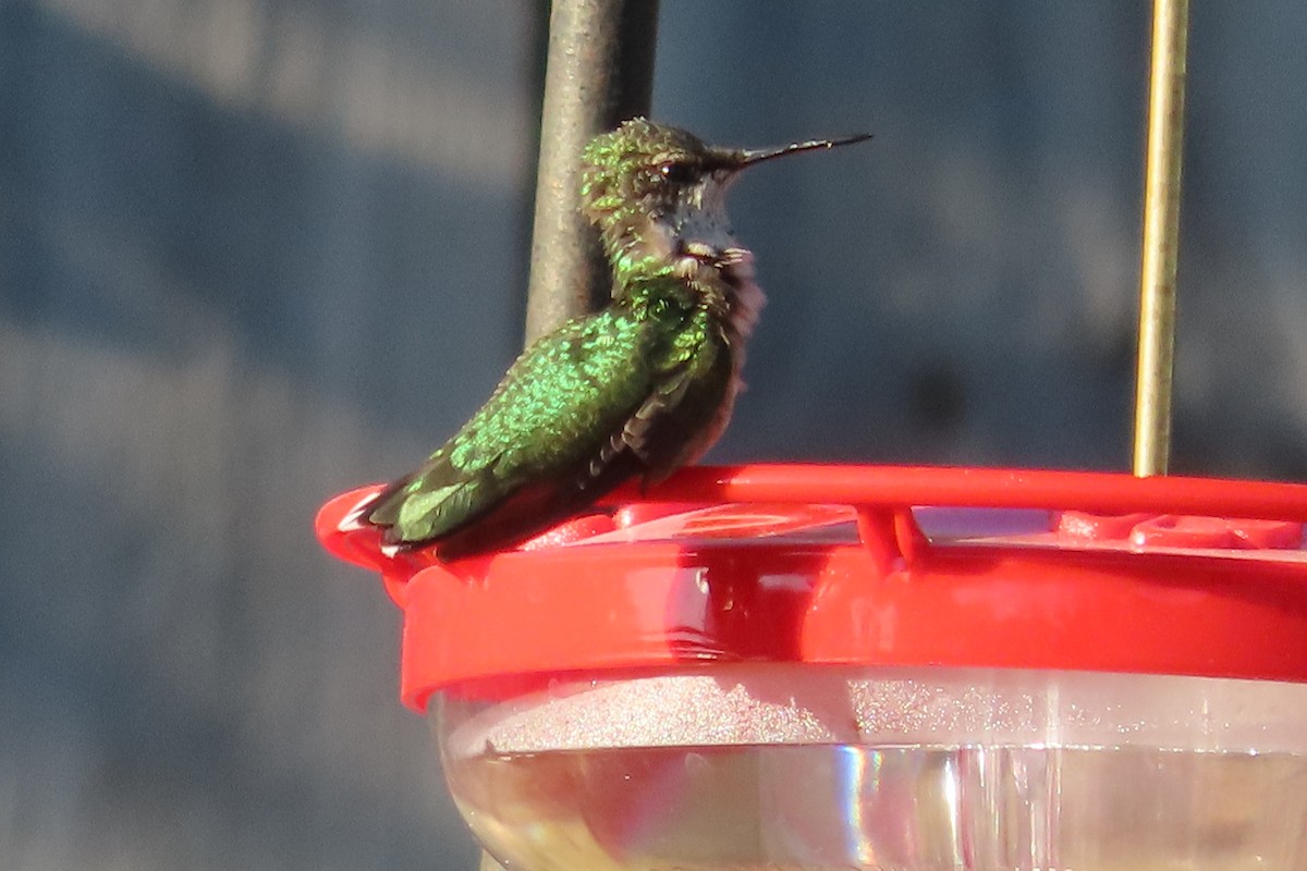 Ruby-throated Hummingbird - ML641250276