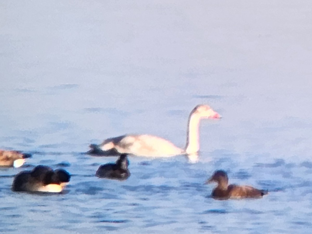 Tundra Swan - ML641250283
